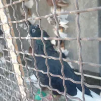 3عدد کبوتر کله سرخ. قره سینه. سینه|پرنده|مشهد, آبکوه|دیوار