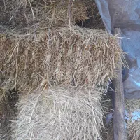 کاه لوبیا و گندم