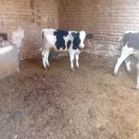 گوساله‌نرسالم‌وسرحال