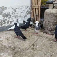 کبوتر|پرنده|سوسنگرد, |دیوار