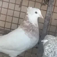 کبوتر|پرنده|یاسوج, |دیوار