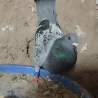 فروشی‌ب‌ضمانت