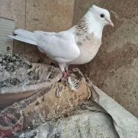 طوقی ماده|پرنده|قم, انسجام|دیوار