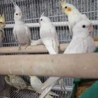 عروس هلندی لوتینو و آلبینو مولد به همراه جوجه|پرنده|فولادشهر, باغشاد|دیوار