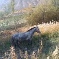 مادیان ۳سال|اسب و تجهیزات اسبسواری|شاهرود, |دیوار