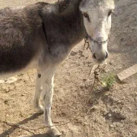 خر گله ای