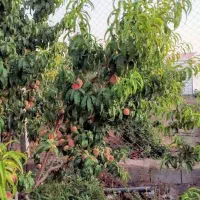 باغ ویلایی|فروش خانه و ویلا|صوفیان, |دیوار