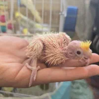 عروس هلندی مولد فروش فوری