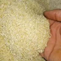 برنج گیلان مازندران/ عمده تناژ/ هاشمی طارم صدری