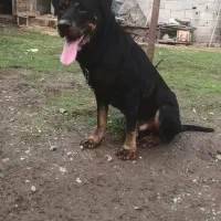 قیمت مناسب رتوایلر|سگ|سنگر, |دیوار