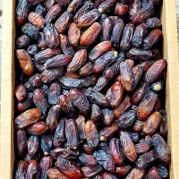 خرما ربی تازه