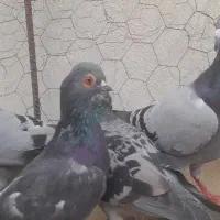 کبوتر المانی پلاکی جوانه|پرنده|گنبد کاووس, |دیوار