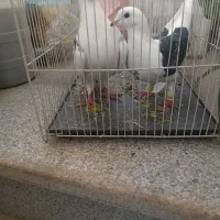 پشت گراف و ابلاغ