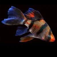 تایگر بارب باله بلند