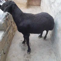 شک نر
