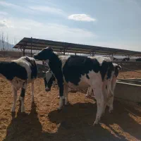 تلیسه هلشتاین