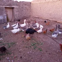 غاز محل بوقلمون و مرغ تخمگذار|حیوانات مزرعه|مشگین شهر, |دیوار