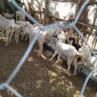 فروش بز پاکستانی|حیوانات مزرعه|عنبرآباد, |دیوار