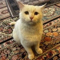 گربه وان ترکیه ماده|گربه|فولادشهر, A2|دیوار