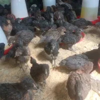 جوجه 45 روزه گلپایگانی