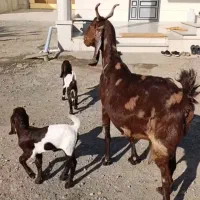 بز و بزغاله