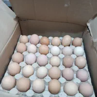 تخم مرغ محلی گلپایگان|خوردنی و آشامیدنی|مشهد, تربیت (صدف)|دیوار