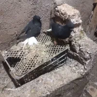 کبوتر دم سفید|پرنده|اسفرورین, |دیوار