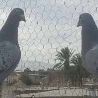 نرو ماده عروسک  به ضمانت