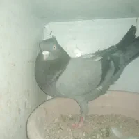 سبز آبادانی|پرنده|شاهین‌شهر, فردوسی|دیوار