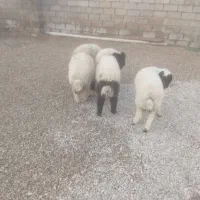 بره