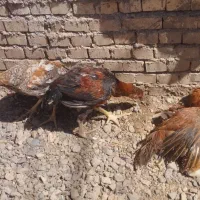 خروس لاری اصیل|حیوانات مزرعه|تربت جام, کشتارگاه|دیوار