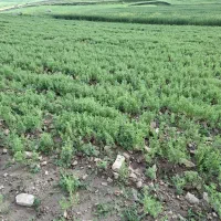 پاکت هزارتایی هندونه