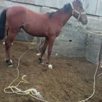 مادیان|اسب و تجهیزات اسب‌سواری|قم, جاده معدن|دیوار