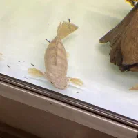 پلی اندیچیری،دهلیز، اروانا ۳۵سانتی