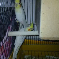 عروس هلندی|پرنده|اسکو, |دیوار