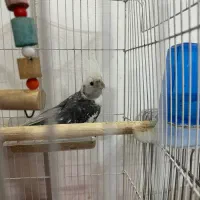 پرنده|پرنده|رشت, لاکان|دیوار