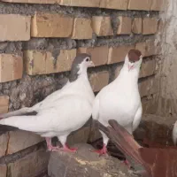 جفت نرماده خال سر و خالدم سر تخم دم تخم هستن