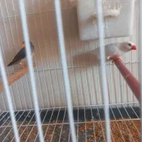 فنچ