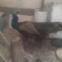 طاووس|پرنده|مشهد, انقلاب|دیوار