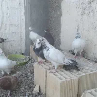 پرنده پرشی