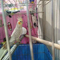 عروس هلندی