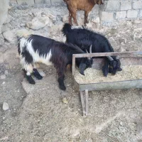 سه عدد کهره|حیوانات مزرعه|جم, |دیوار