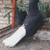 کفتر دمسفید