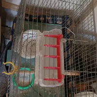 قفس قناری  معاوضه با کبوتر