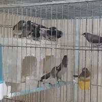 بنگالی،فنچ پرستار جفت واقعی|پرنده|تهران, شارق|دیوار