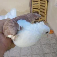 کبوتر پشتی نر|پرنده|شیراز, شهرک بهار|دیوار