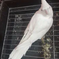 عروس آلبینوماده آماده دستی