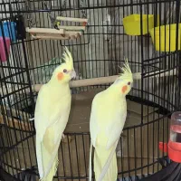 فروش یک جفت عروس هلندی یک ساله بالغ