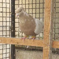 کفتر گرفتنی