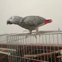 کاسکو کلام بالا